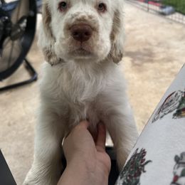 Clumber Spaniel Puppies from Wanderlust Clumber Spaniels