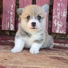 Drew - Red male Pembroke Welsh Corgi puppy in Anton, Texas from X Bar's Lil Legs of Texas