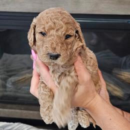 Simba - Apricot male Goldendoodle puppy in Meridian, Idaho from Lucy's Golden Doodles