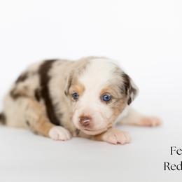 Pearl - Red merle female Miniature Australian Shepherd puppy in Wooster, Ohio from Kari's Mini Aussies
