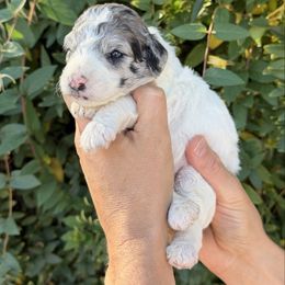 Damon - Merle male Whoodle puppy in Gilbert, Arizona from Gilbert Bernedoodles & Whoodles