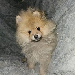 Otter - Cream sable male Pomeranian puppy in Queens, New York from Pawfect Soul Puppies