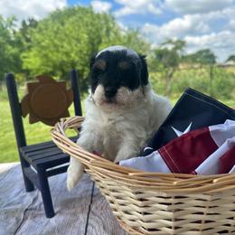 Boy 1 - Tri-color male Bernedoodle puppy in Moulton, Iowa from Shondel Puppy Paws