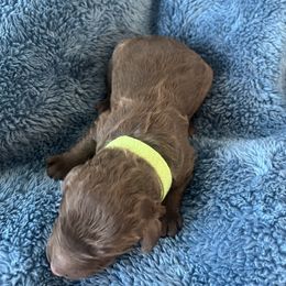 Green collar - Chocolate male Labradoodle puppy in Manor, Texas from The Lovadoodles of Texas