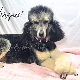 Versace - Poodle