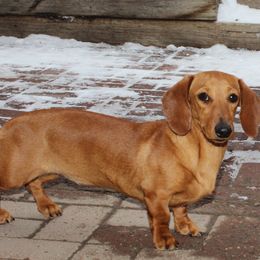 Remi - Dachshund