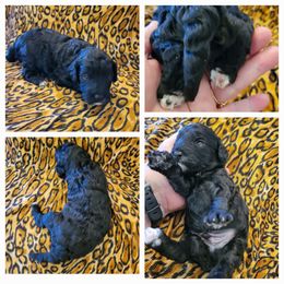 Cavapoo Puppies from Maggie's Cavapoo Puppies
