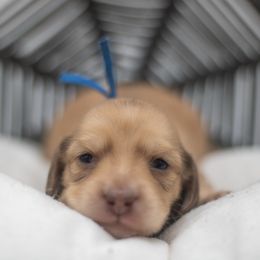 Diego - Cream male Dachshund puppy in Mesa, Arizona from Dach Army formerly 8 Dach Army