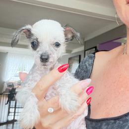 Boy 2 - Black and white male Chinese Crested puppy in Capac, Michigan from Puddles Palace Puppies