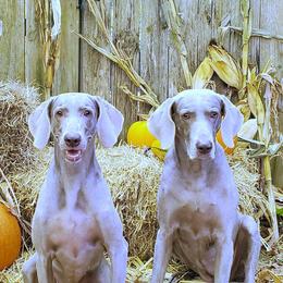 Weimaraners from Gray Matter Kennels