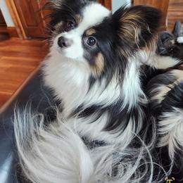 Papillon All Grown Up from Lakeview Papillons