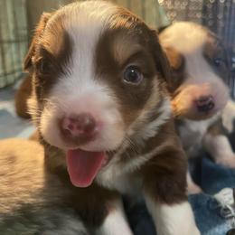 Heather - Red tri female Miniature Australian Shepherd puppy in Somerset, Kentucky from Natural Life Ranch