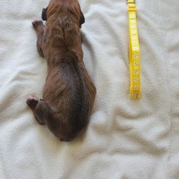 Rhodesian Ridgeback Puppies from Monarch Rhodesian Ridgebacks