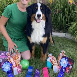 Bernese Mountain Dogs from Blue Peak Berners