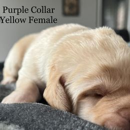 Purple Collar - Yellow Labrador Retriever puppy in Maine from Northern Woods Labs