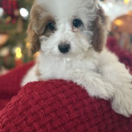Apollo - Parti male Assorted Doodle Crosses puppy in Lyman, Wyoming from Backcountry Doodles