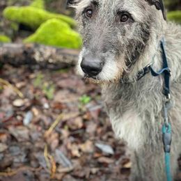 Irish Wolfhound All Grown Up from Salish Irish Wolfhounds