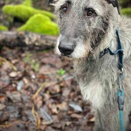 Irish Wolfhound All Grown Up from Salish Irish Wolfhounds