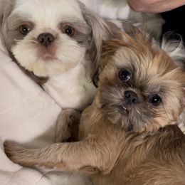 Shih Tzus from Haus of Shih Tzu's
