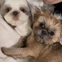 Shih Tzus from Haus of Shih Tzu's