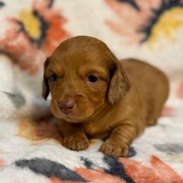 Amos - Red male Dachshund puppy in Hope, Arkansas from JK Kennel