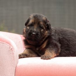 Yen - Black and red female German Shepherd puppy in Gig Harbor, Washington from Crescent Lake Shepherds
