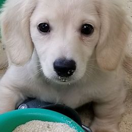 Chihuahuas and Dachshunds from Susie'q's Dachshunds and Chihuahuas