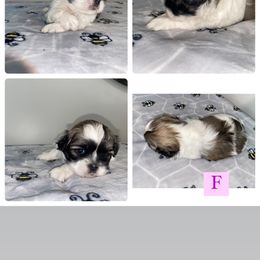 Shih Tzu Puppies from It’s a Shih Tzu world