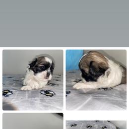 Shih Tzu Puppies from It’s a Shih Tzu world