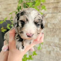 Seine Loire - Blue merle female Bernedoodle puppy in Marshall, Michigan from Whispering Aspen Homestead