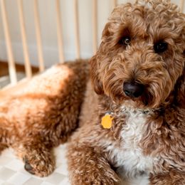 Ollie - Goldendoodle