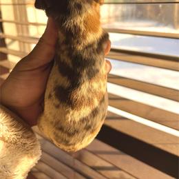 Chocolate and tan dapple - Dapple female Dachshund puppy in Tecumseh, Oklahoma from Little Bitty Dachshunds