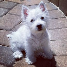 West Highland White Terrier Puppies from Elvador West Highland White Terriers