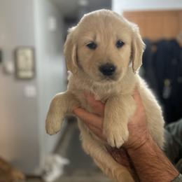 Navy collar Male - Light golden male Golden Retriever puppy in Rainier, Washington from Hanson’s NW Goldens & Doodles
