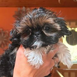 Gazelle - Sable and white female Shih Tzu puppy in Nekoosa, Wisconsin from Brox Acres House of Fur LLC