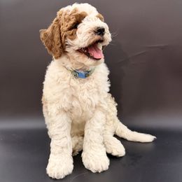 Boy 2 - Parti male Goldendoodle puppy in Sacramento, California from Goldendoodlesca