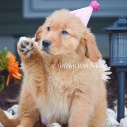 Golden Retriever and Siberian Husky Puppies from HuskiesAndGoldensWithFinesse