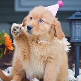 Golden Retriever and Siberian Husky Puppies from HuskiesAndGoldensWithFinesse