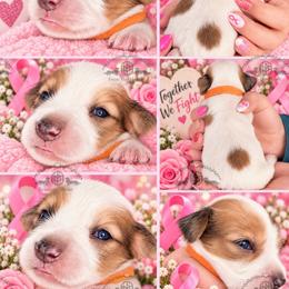 Mr. Orange-2800 - Dapple male Dachshund puppy in Sparr, Florida from From the Heart Doxies