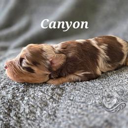 Canyon - Merle male Goldendoodle puppy in Chattanooga, Tennessee from Hilltop Cuddle Pups