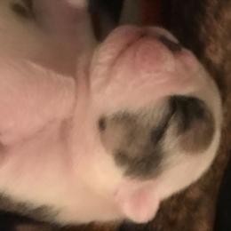 Belva - Red brindle and white female Bulldog puppy in Laurel, Montana from Bull Mountain Bulldogs