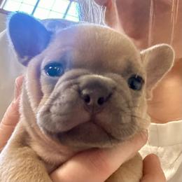 Alfredo - Fawn male French Bulldog puppy in Billings, Montana from Yellowstone Frenchies