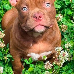Libby - Brown female American Bully puppy in Puyallup, Washington from Gamer Bullyz