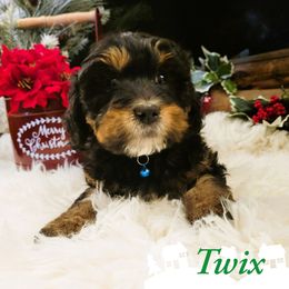 Twix - Phantom female Bernedoodle puppy in Bountiful, Utah from Abidoodles