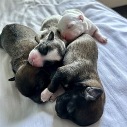 Havanese, Havapoo, and Poodle Puppies from Parlor Pups