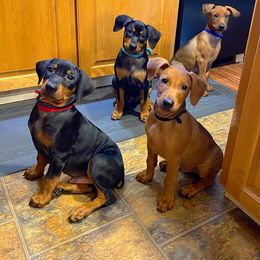 German Pinscher Puppies from Immer Treu German Pinschers