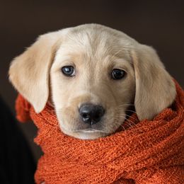 Spaghetti - Labrador Retriever puppy in Compton, Illinois from Kickass Labradors