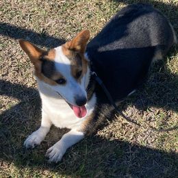 Sophia - American Corgi