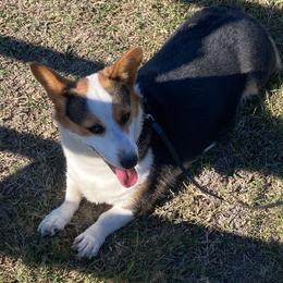 Sophia - American Corgi