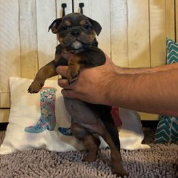 Ralfy - Blue tri-color male Bulldog puppy in Hopkins, Missouri from Mowry Creek Mini Aussiedoodles and More